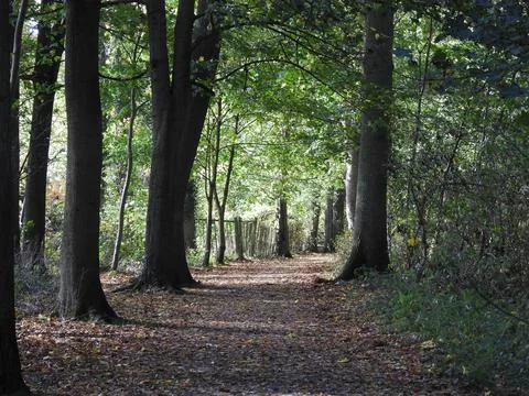 Pathway through trees Stock Photos