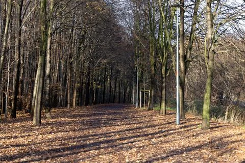 Pathway through trees in a quiet park during autumn season Stock Photos