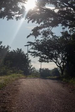 Pathway Through Trees with Sunlight Stock Photos