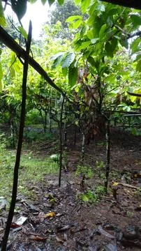 Pathway Through Tropical Forest Stock Photos