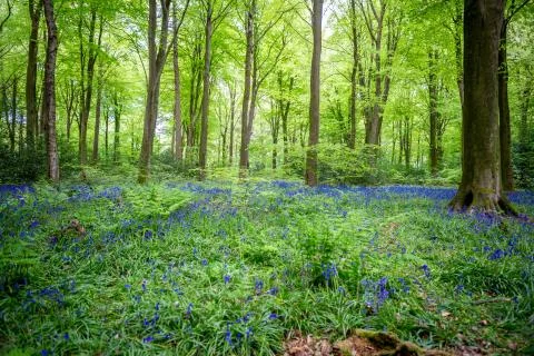 Pathway through Vibrant Green Forest, enchanting Stock Photos