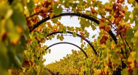 Pathway through vineyard arches with vibrant autumn grape leaves Stock Photos
