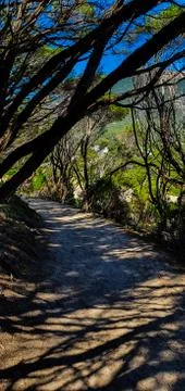 Pathway through the woods Stock Photos