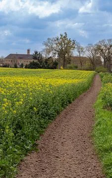 Pathway through Yellow Fields to a Country House Stock Photos
