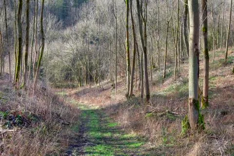 Pathway through young trees Stock Photos