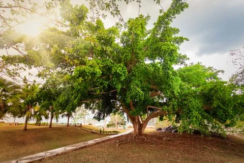 Pathway with tropical plants Fotos Stock