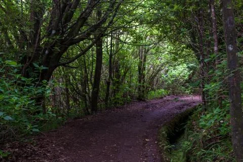 Pathway trought the forest along the levada Stock Photos