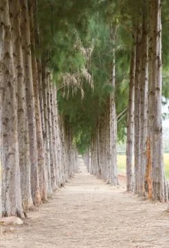 Pathway to tunnel of pine trees Stock Photos