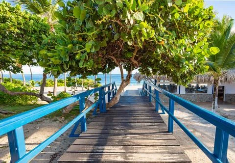 Pathway Under Lush Tree Leading to Serene Beach View.. Фото