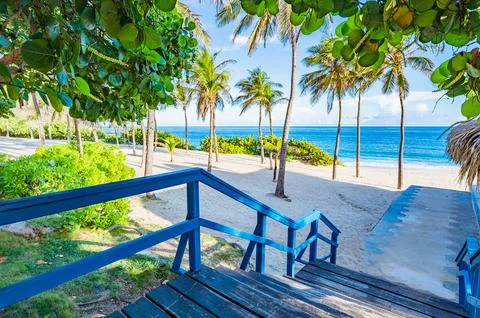 Pathway Under Lush Tree Leading to Serene Beach View.. Foto stock