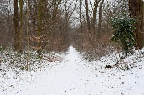 Pathway under the snow in the forest Stock Photos