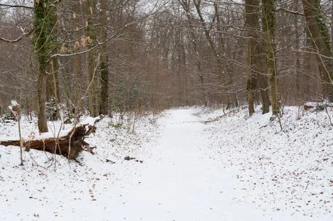 Pathway under the snow in the forest 스톡 사진