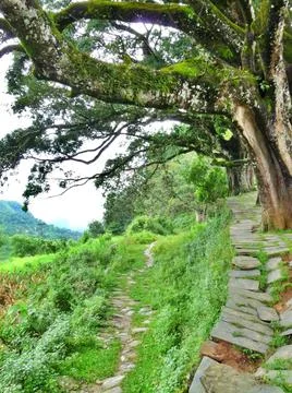 Pathway under trees through lush countryside outside Bandipur, Nepal Stock Photos