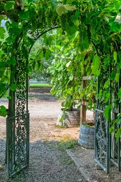 Pathway to a vine yard through the iron cast gate Stock Photos