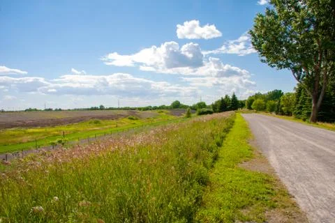 Pathway with Vivid Grass Stock Photos