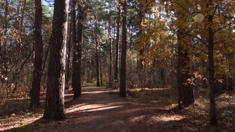 Pathway winding through autumn forest illuminated by sunlight Vídeo Stock 301275001