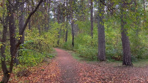 Pathway winding through a lush forest in autumn Stock Footage 287734851
