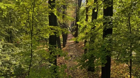 Pathway winding through lush green forest in early autumn Stock Footage 314682080