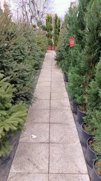 A Pathway That Winds Through a Christmas Tree Lot Surrounded by Vibrant Greenery Stock Photos