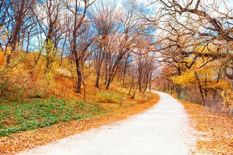 Pathway winds through forest ablaze with autumn foliage Stock Photos