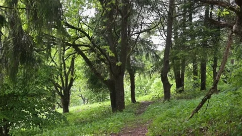 A pathway winds through a forest filled with tall trees and thick grass. Stock Footage 339024265