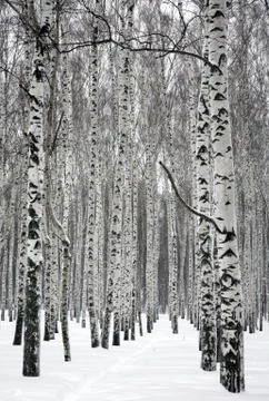 Pathway in winter birch forest Stock Photos