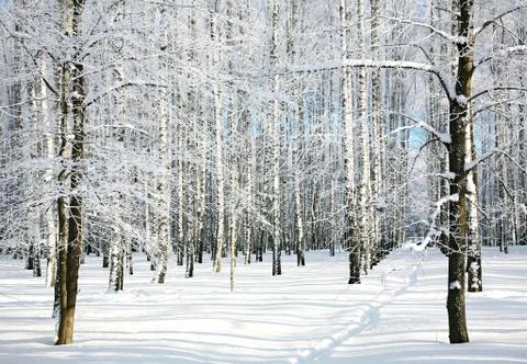 Pathway in winter forest 스톡 사진