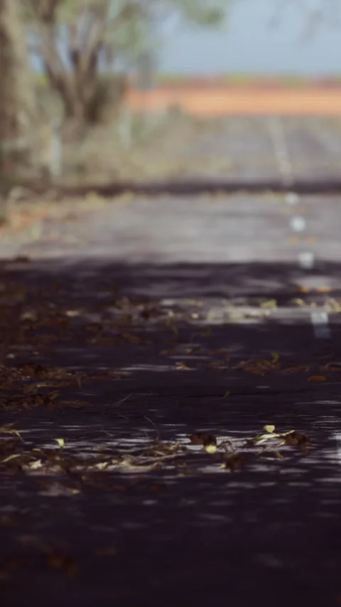 Pathway in a wooded area during the day with shadows and dry leaves Stock Footage 346758543