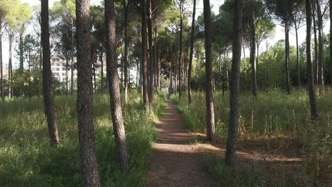 Pathway in the woods Stock Footage 91150696
