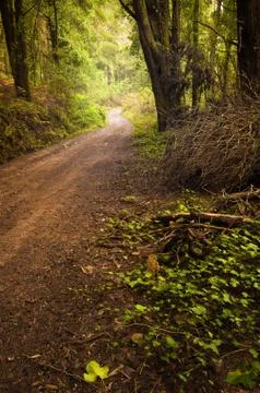Pathway in the woods Stock Photos
