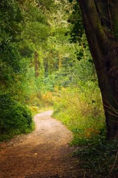 Pathway in the woods Stock Photos
