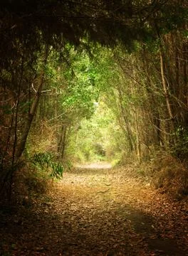 Pathway in the woods Stock Photos