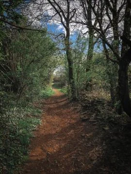 Pathway in the woods.  Foto stock