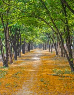 Pathway with yellow flowers Stock Photos