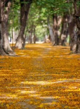 Pathway with yellow flowers Stock Photos
