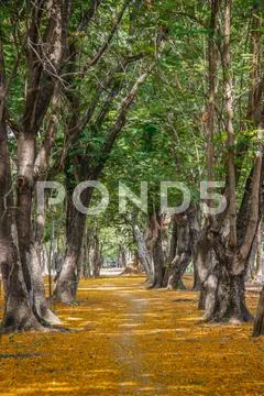Pathway with yellow flowers Stock Photos