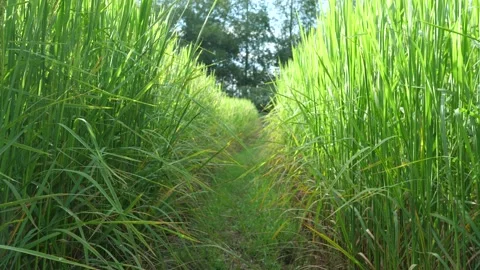 Pathways in beautiful fields of rice, ears of rice, organic farming. Stock Footage 141628786