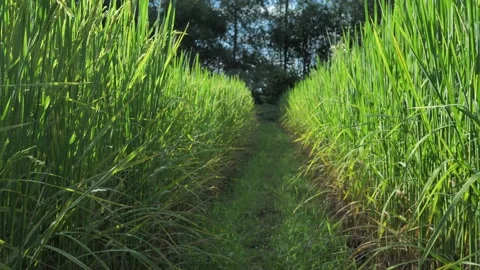 Pathways in beautiful fields of rice, Stock Footage 141629036