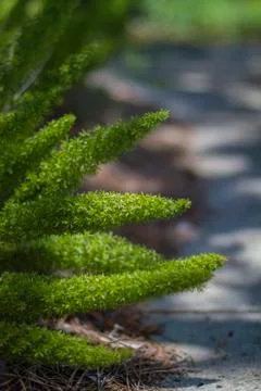 Pathways Stock Photos