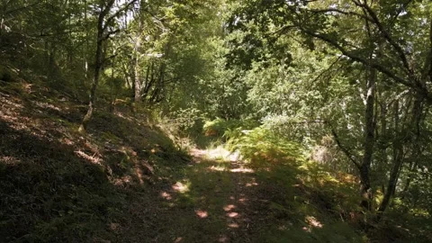 Pathways On The Savage Forest. Dolly Shot Stock Footage 282793404