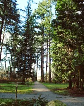 Pathways through lush spring forest Stock Photos