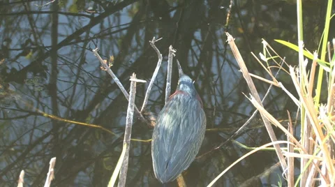 Patience Video stock 6889206