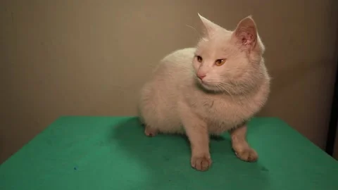 The patient cat sits on the table. a pet in vet clinic. Stock Footage 145771809