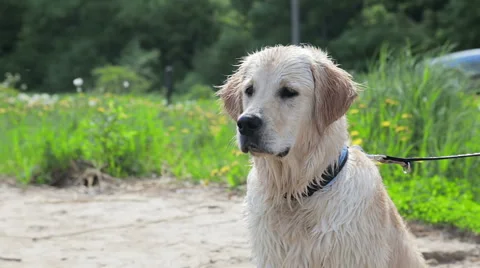 Patient dog. 動画素材 49422155