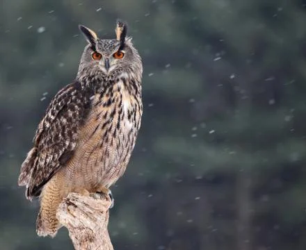 Patient Eurasian Eagle-Owl Stock Photos