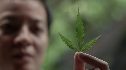 Patient looking and smiling at fresh cannabis leaf Stock Footage 114177523
