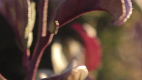 Patio Garden Dolly Stock Footage 74074293