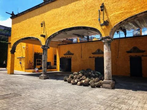 A patio in tequila factory with cut agave, Tequila, Mexico Stock Photos