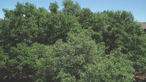 Patio view over looking trees Video stock 106357854