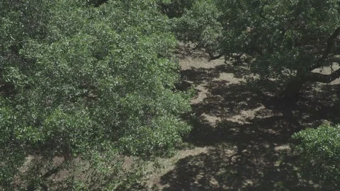 Patio views of tree area Video stock 106357845